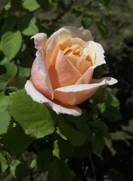 2018-14 mai - Festival de Jardin Chaumont