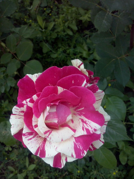 CAM01070 - Trandafiri 2018 - II