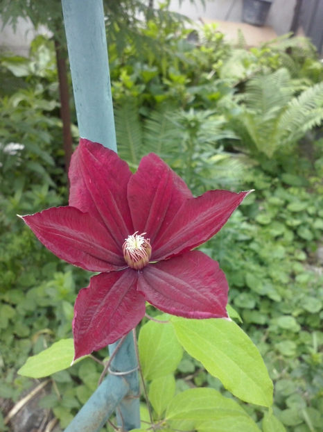 CAM01079 - Clematite 2018