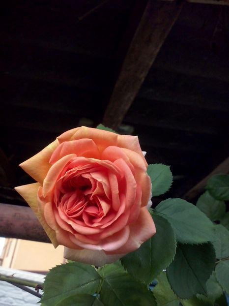 CAM01087 - Trandafiri 2018 - II