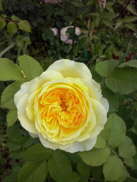 CAM01093 - Trandafiri 2018 - II