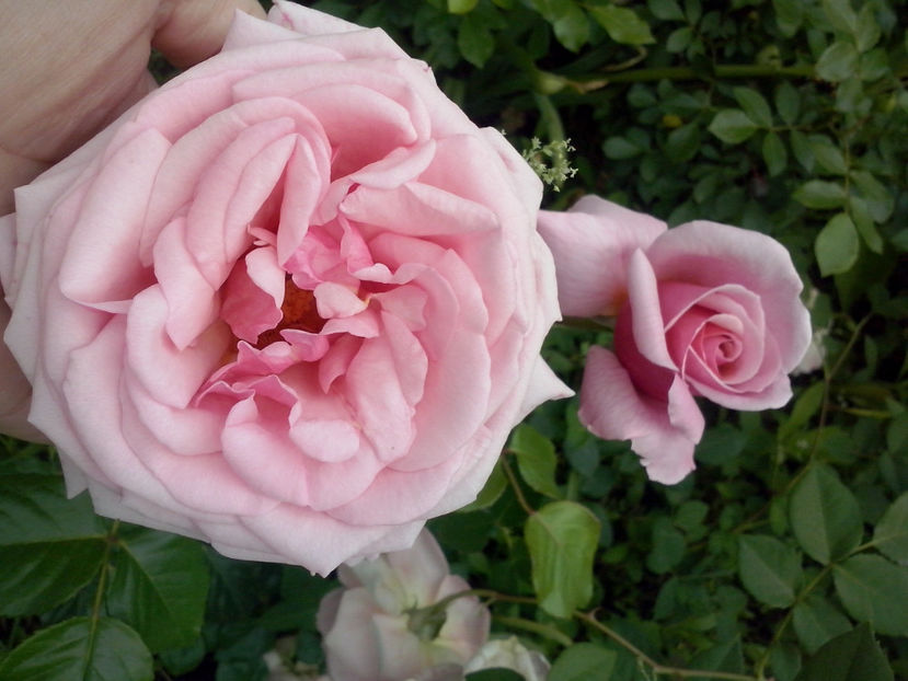 CAM01094 - Trandafiri 2018 - II