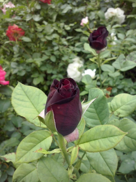 CAM01096 - Trandafiri 2018 - II