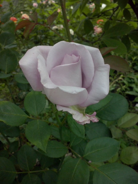 CAM01100 - Trandafiri 2018 - II