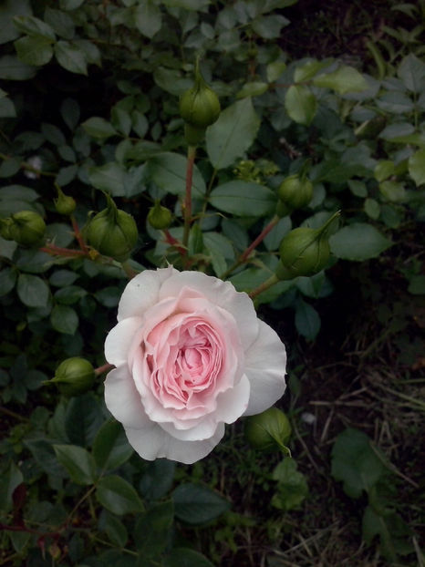 CAM01104 - Trandafiri 2018 - II