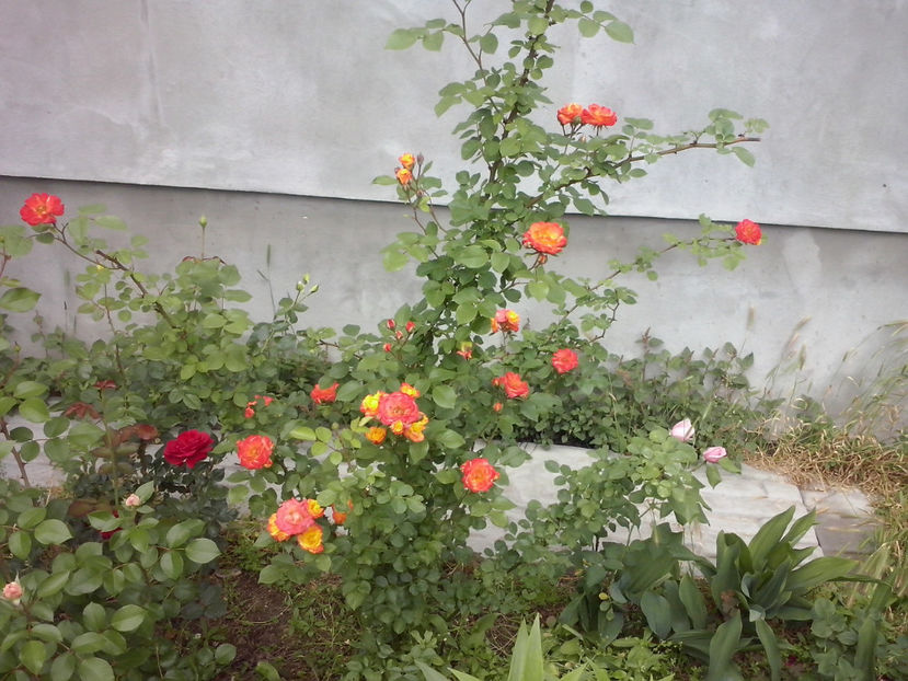 CAM01113 - Trandafiri 2018 - II