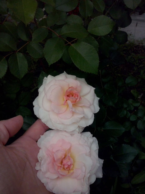 CAM01119 - Trandafiri 2018 - II