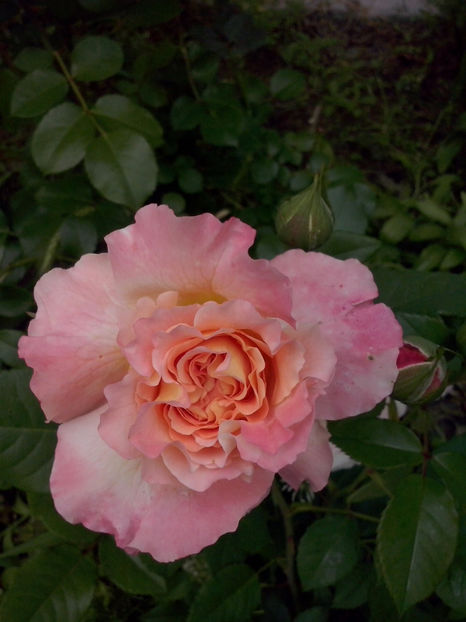 CAM01120 - Trandafiri 2018 - II