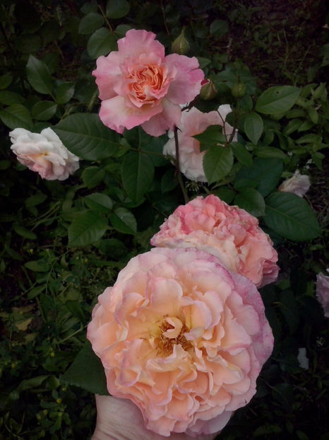 CAM01121 - Trandafiri 2018 - II