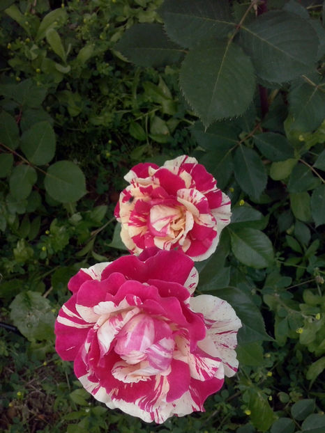 CAM01132 - Trandafiri 2018 - II