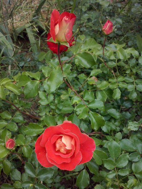 CAM01137 - Trandafiri 2018 - II