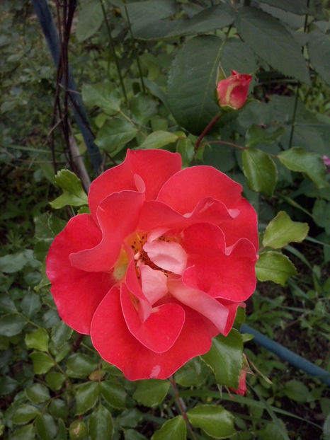 CAM01138 - Trandafiri 2018 - II