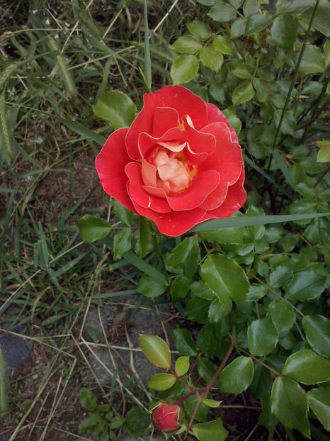 CAM01139 - Trandafiri 2018 - II