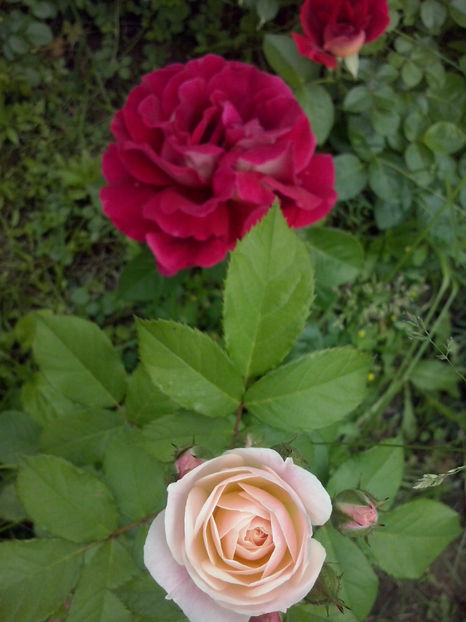 CAM01177 - Trandafiri 2018 - II