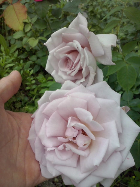 CAM01190 - Trandafiri 2018 - II