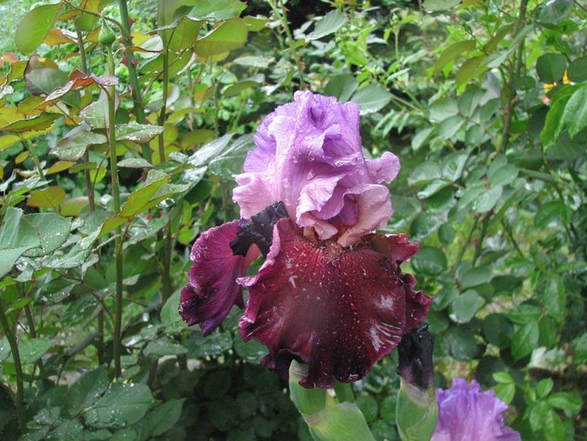 Italian Velvet - Irisi 2018