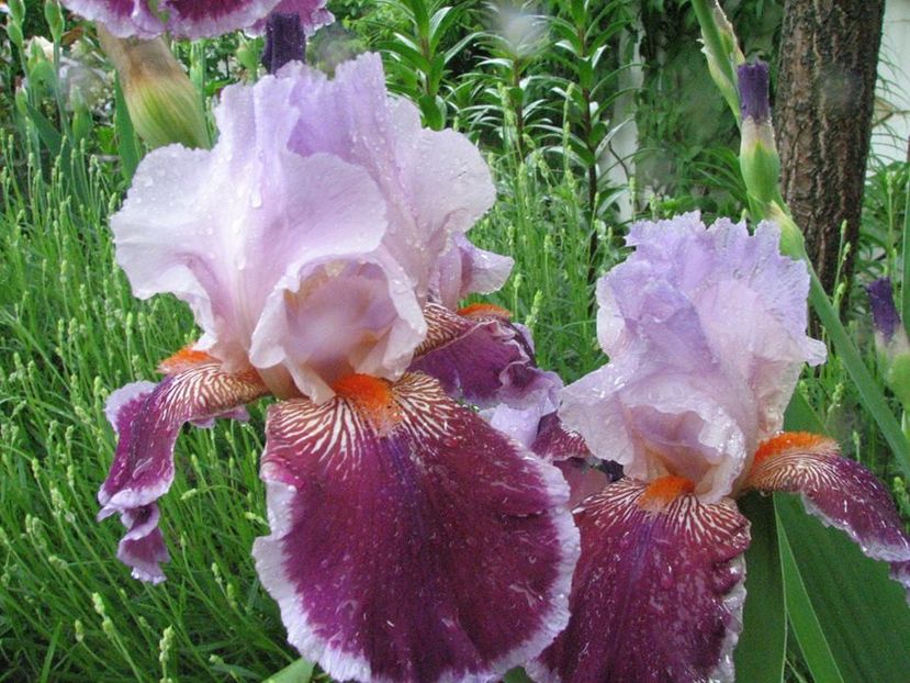 Armagedon - Irisi 2018