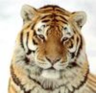 tiger_019 - tigri