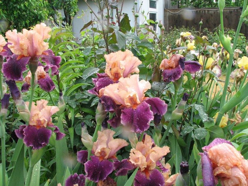 Prague@ Naples - Irisi 2018