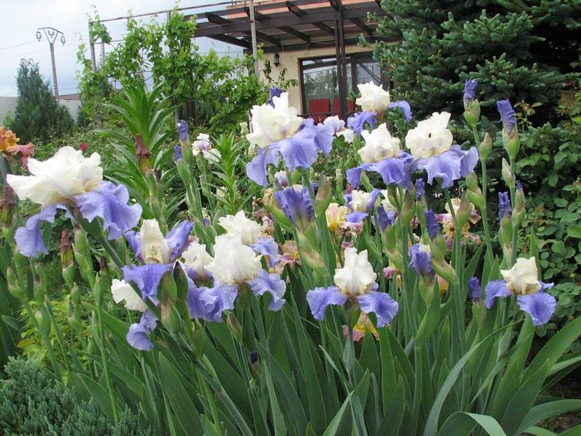 Stairway to Heaven - Irisi 2018