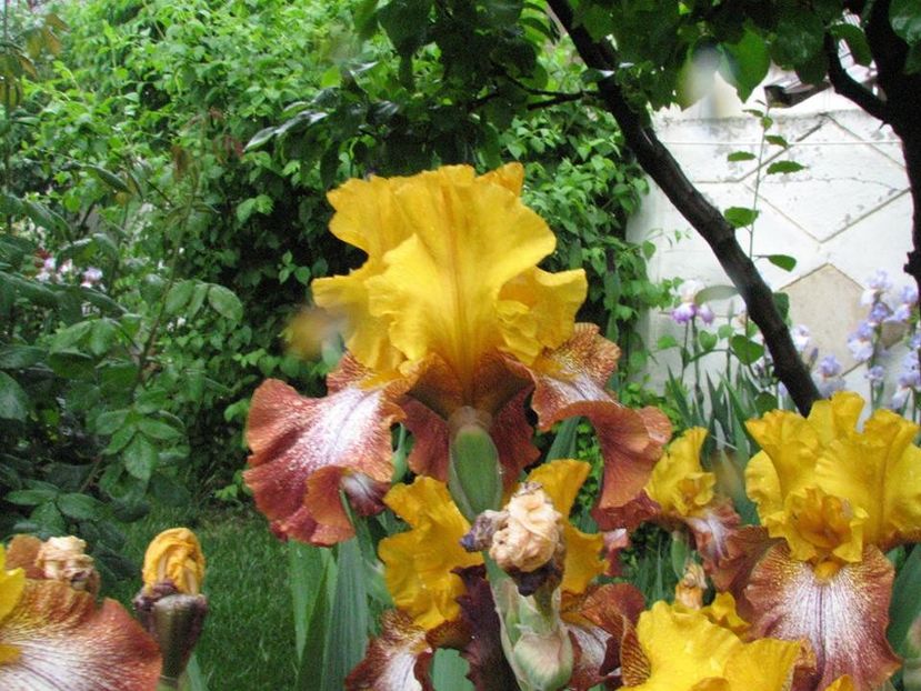 Broadway - Irisi 2018