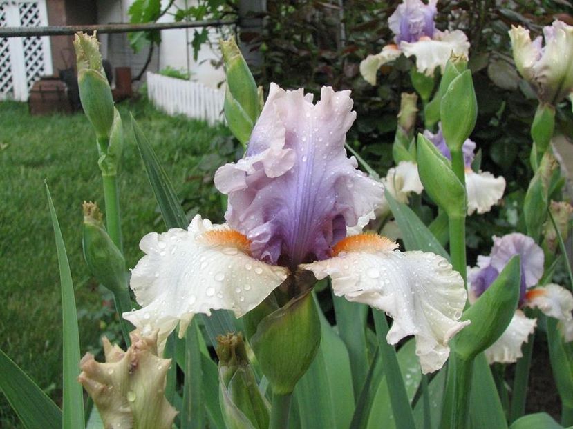 Lunch in Madrid - Irisi 2018