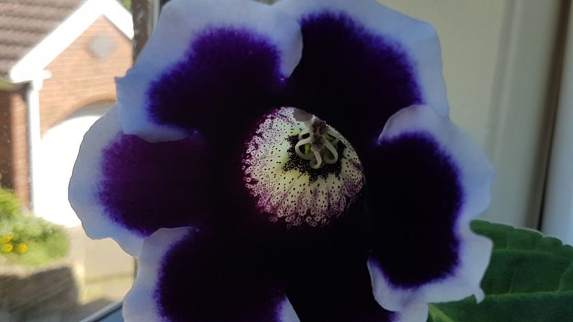  - Florile mele din Anglia