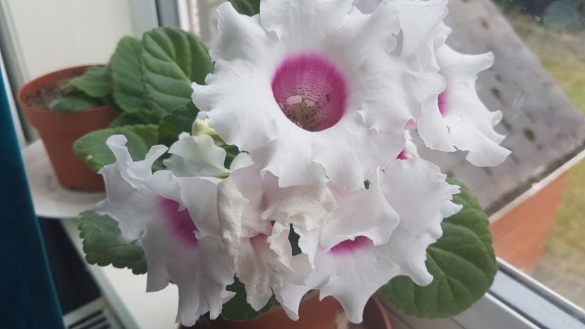  - Florile mele din Anglia