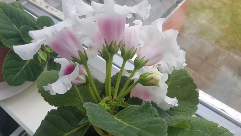  - Florile mele din Anglia