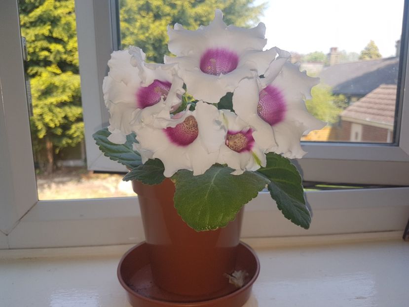  - Florile mele din Anglia