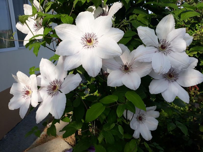  - 2018 clematis