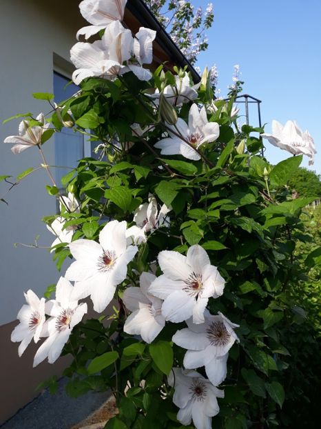  - 2018 clematis