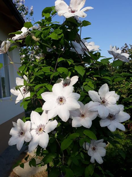  - 2018 clematis