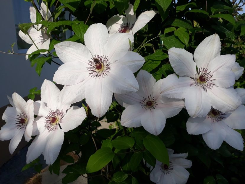  - 2018 clematis