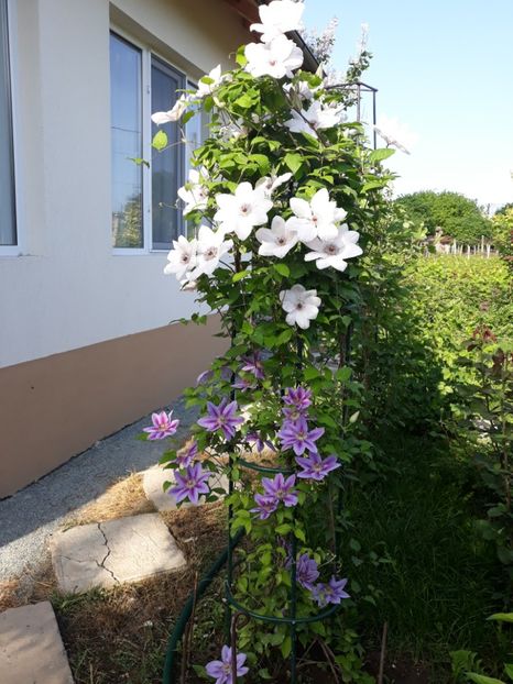  - 2018 clematis