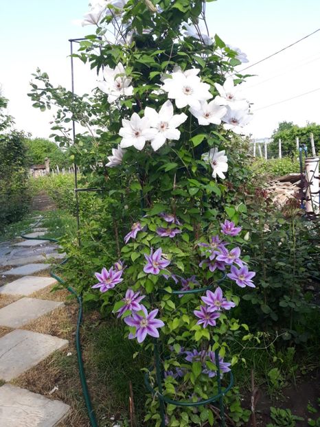  - 2018 clematis