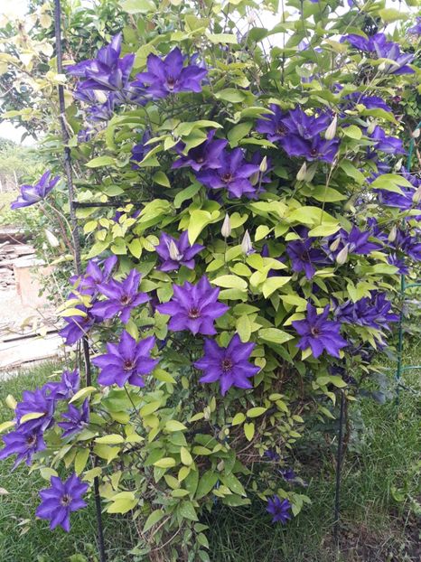  - 2018 clematis