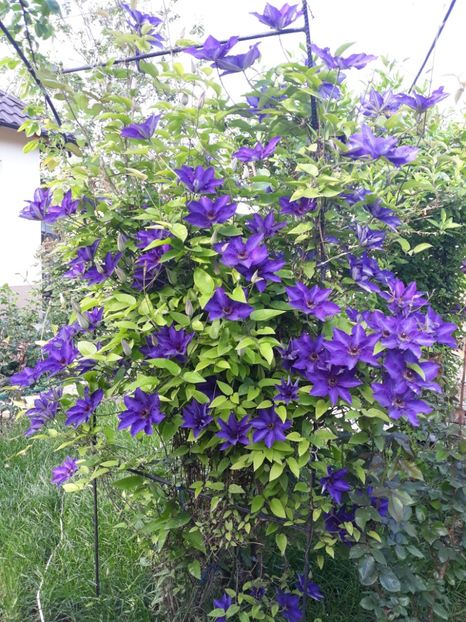  - 2018 clematis