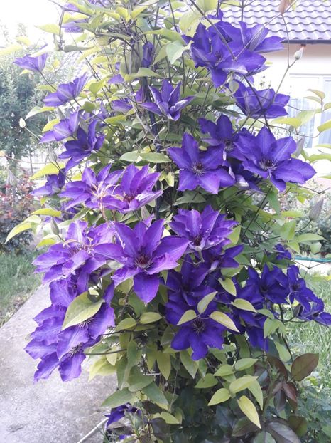  - 2018 clematis