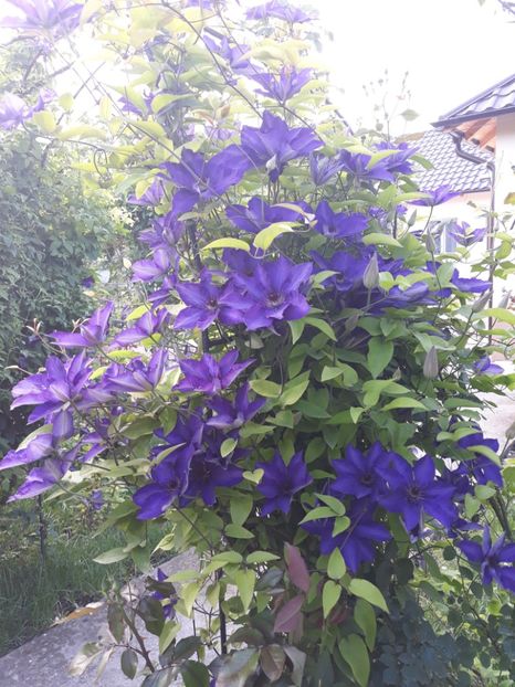  - 2018 clematis