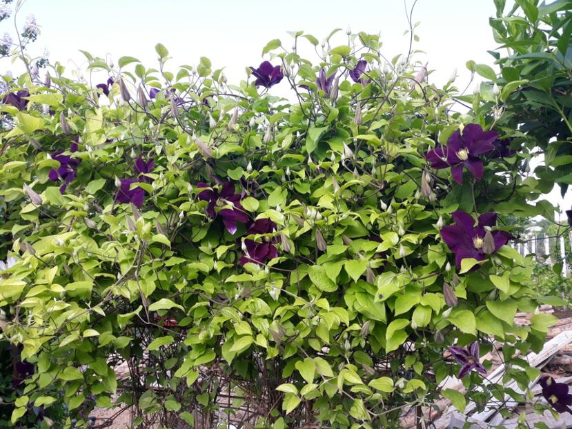  - 2018 clematis