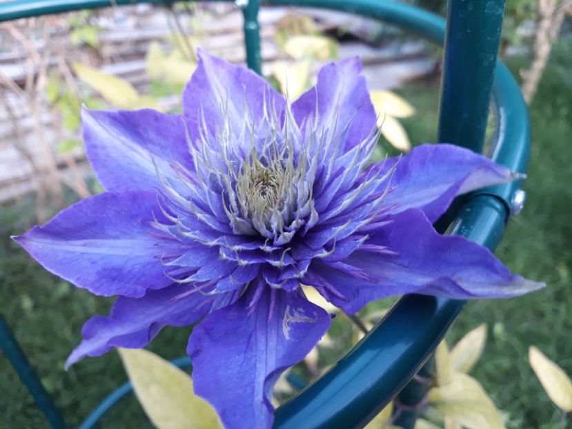  - 2018 clematis