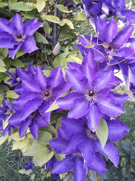  - 2018 clematis