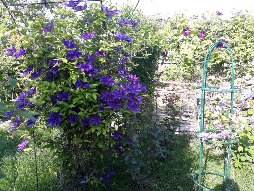  - 2018 clematis