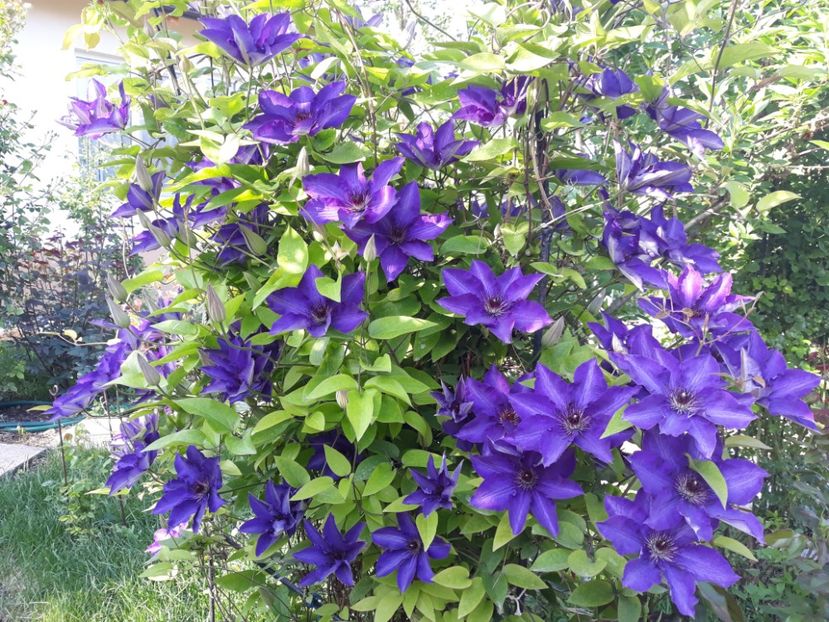  - 2018 clematis