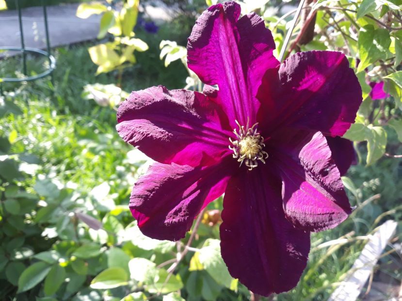  - 2018 clematis