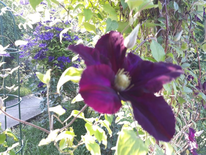  - 2018 clematis