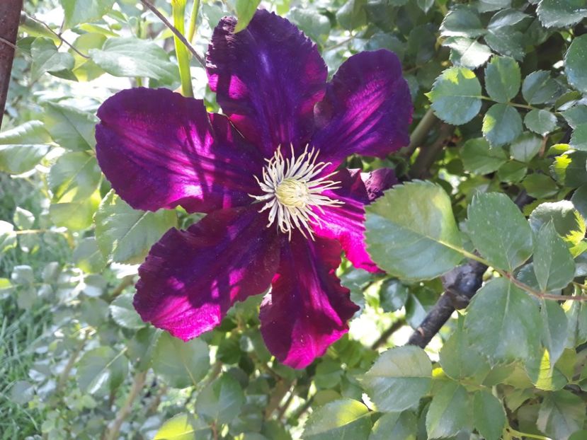  - 2018 clematis