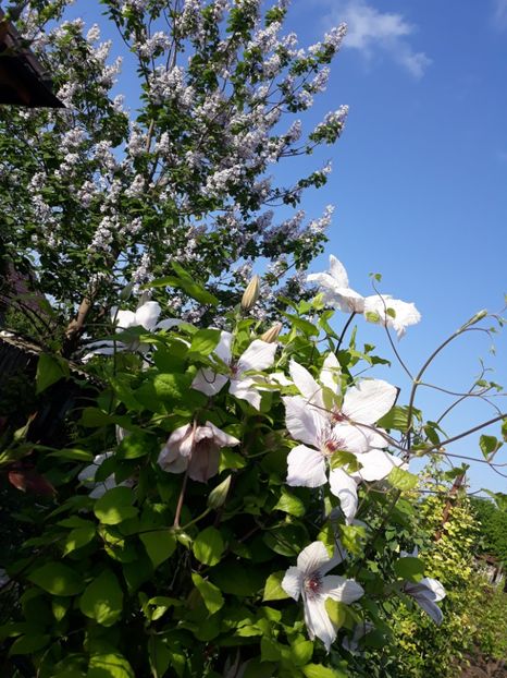  - 2018 clematis