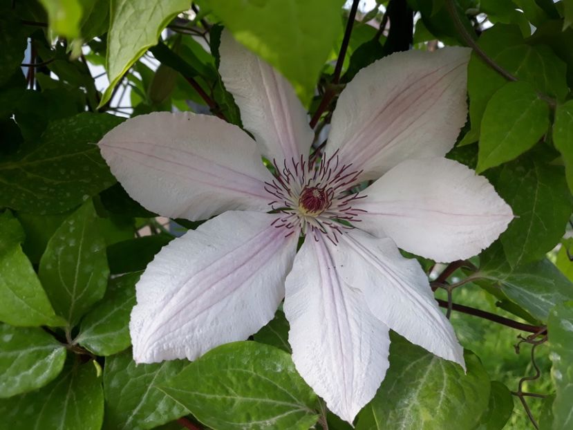  - 2018 clematis